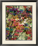 Buy Variegation of the Vines II at AllPosters.com