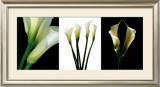 Buy White Callas at AllPosters.com