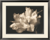 Buy Double Dappled I at AllPosters.com