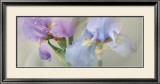 Buy Iris XXII at AllPosters.com