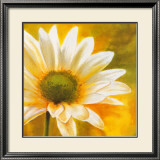 Buy Marguerites dans le Soleil III at AllPosters.com