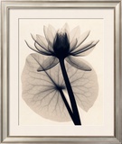 Buy Tropical Water Lily at AllPosters.com