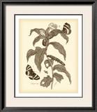 Buy Nature Study in Sepia I at AllPosters.com