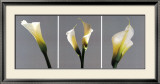 Buy Grey Callas at AllPosters.com