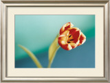 Buy Tulip at AllPosters.com