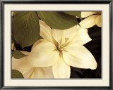 Buy Lily and Leaves at AllPosters.com