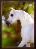 Buy Graceful Beauty at AllPosters.com