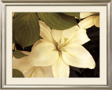 Buy Lily and Leaves at AllPosters.com