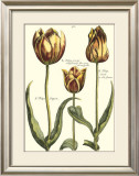 Buy Tulipa II at AllPosters.com