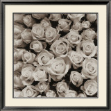 Buy Rose Points at AllPosters.com