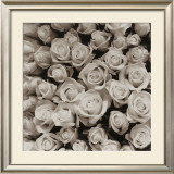 Buy Rose Points at AllPosters.com