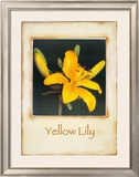Yellow Lily