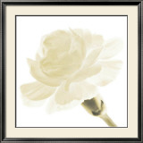 Buy Carnation I at AllPosters.com