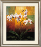 Orchids