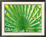 Buy Palm Leaf at AllPosters.com