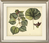 Buy Antique Mangrove Tree at AllPosters.com