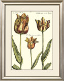 Buy Tulipa I at AllPosters.com