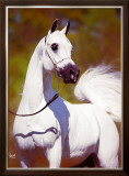 Buy A Vision in White at AllPosters.com