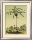 Astrocaryum Palm