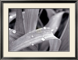 Buy After the Rain I at AllPosters.com