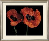 Buy Papaver Orientale II at AllPosters.com