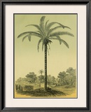 Astrocaryum Palm