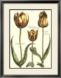 Buy Tulipa II at AllPosters.com