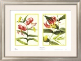 Buy Tiger Lily Petites at AllPosters.com