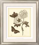 Buy Nature Study in Sepia IV at AllPosters.com