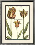 Buy Tulipa I at AllPosters.com