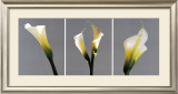 Buy Grey Callas at AllPosters.com