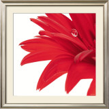 Gerbera Rouge