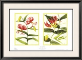 Buy Tiger Lily Petites at AllPosters.com