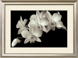 Buy Orchid II at AllPosters.com