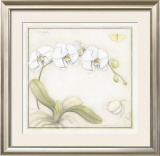 Buy White Orchid at AllPosters.com