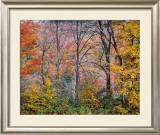 Buy Trees in a Field at AllPosters.com
