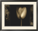 Buy White Tulipa II at AllPosters.com