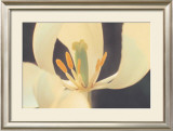 White Tulip