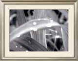Buy After the Rain II at AllPosters.com