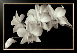 Buy Orchid II at AllPosters.com