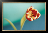 Buy Tulip at AllPosters.com