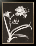 Buy Midnight Lilies at AllPosters.com