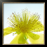 Fontane Framed Art Print