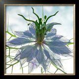 Seiltanzer Blau Framed Art Print