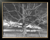 NW 1643 Train No. 17 The Birmingham Special Passes a Giant Oak, Max Meadows, Virginia, c.1957