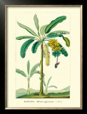 Banana, Musa Sapientum