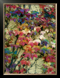 Buy Variegation of the Vines II at AllPosters.com