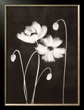 Buy Midnight Poppies at AllPosters.com