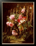 Pink Roses by a Garden Fence