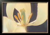 White Tulip